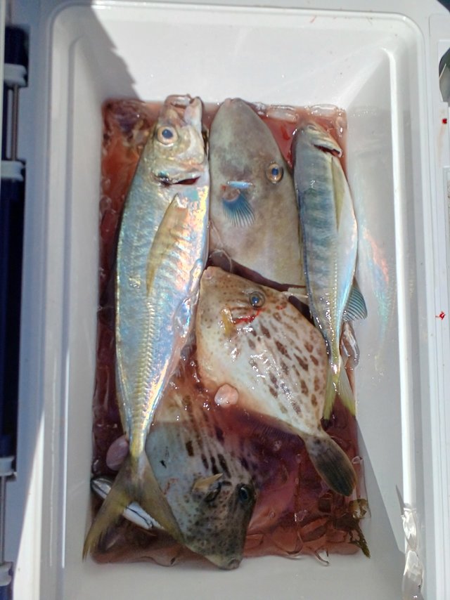 アジ(マアジ)・カワハギ