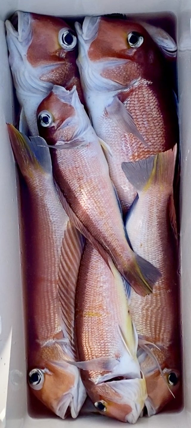 アマダイ(アカアマダイ)