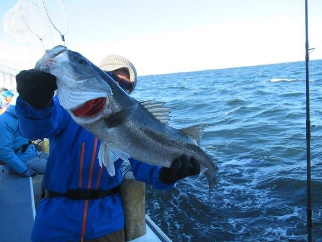 シーバス(スズキ)