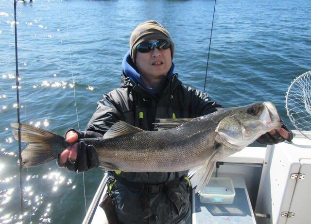 シーバス(スズキ)