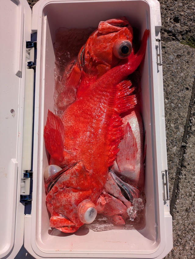 ベニアコウ(オオサガ)