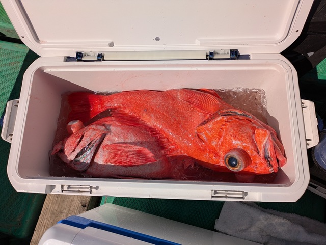 ベニアコウ(オオサガ)