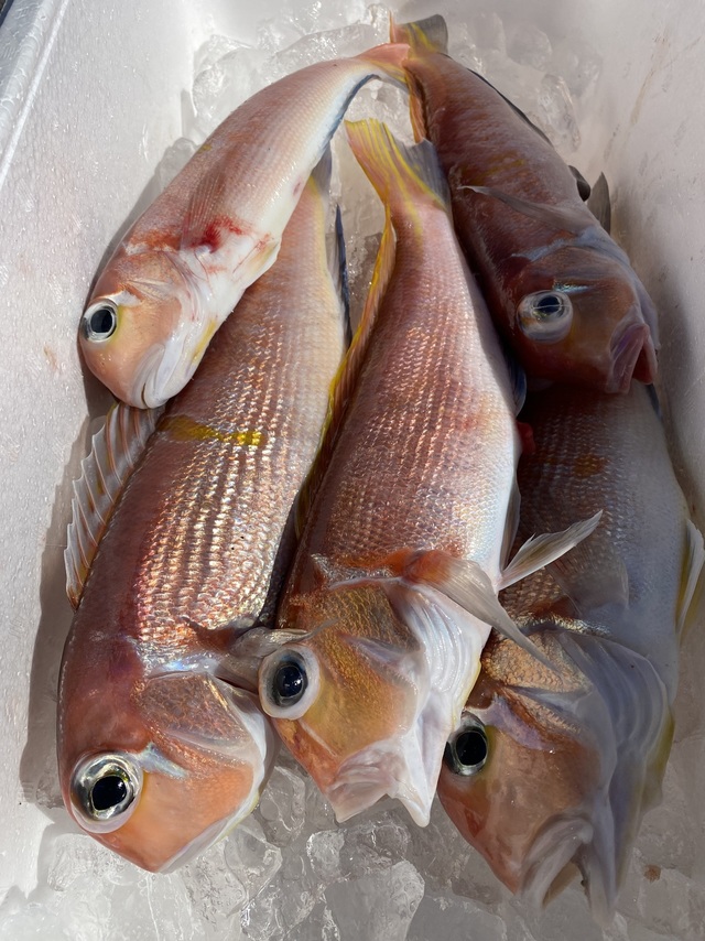 アマダイ(アカアマダイ)