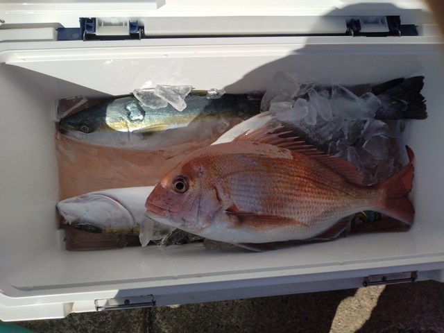 マダイ・イナダ(ブリ)