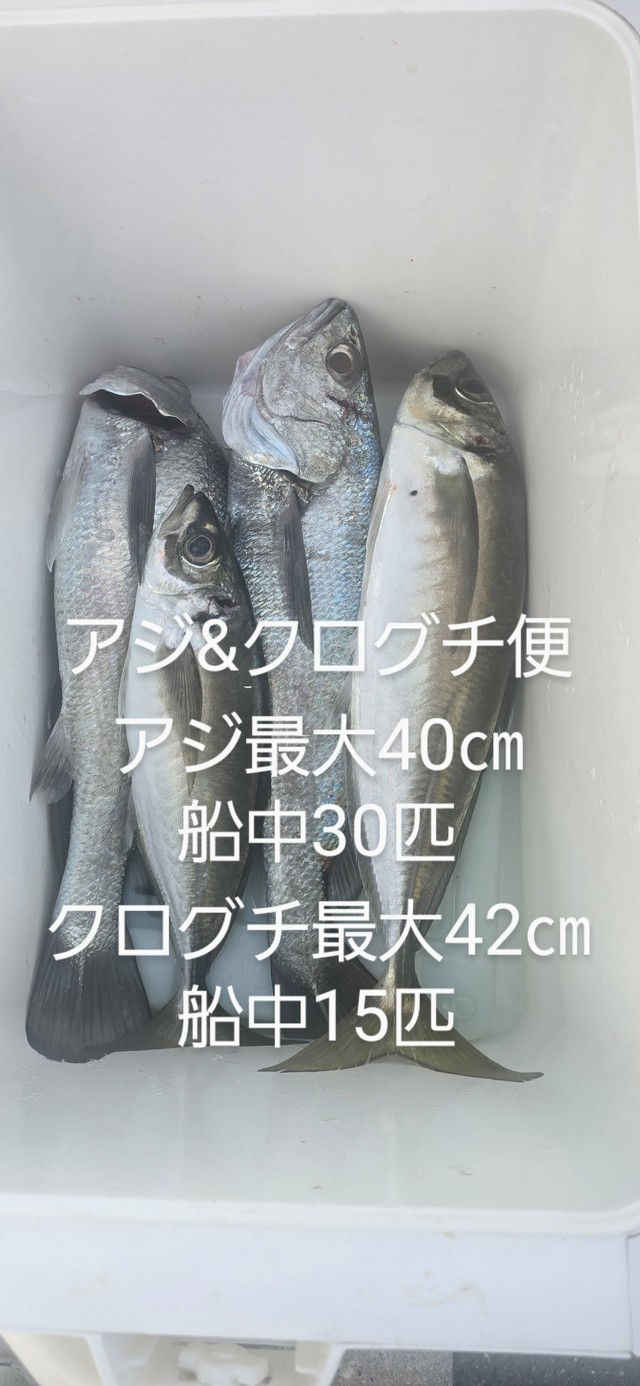 アジ(マアジ)・クログチ