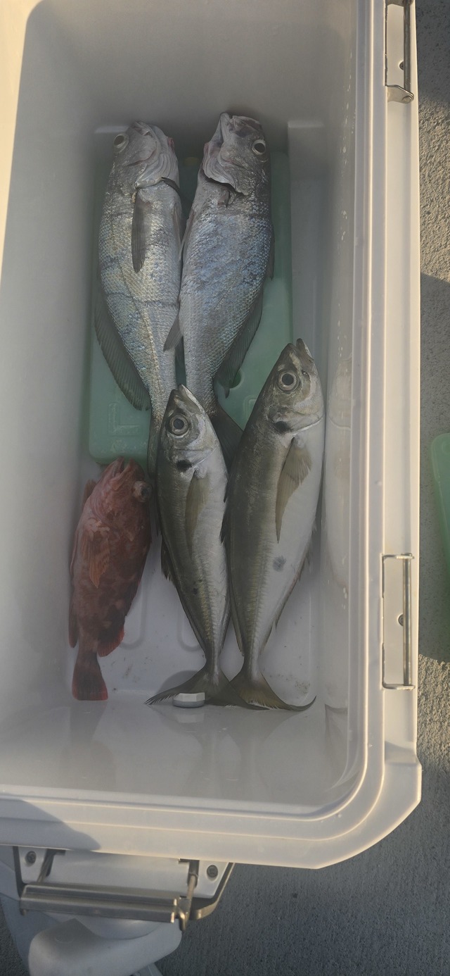 アジ(マアジ)・クログチ