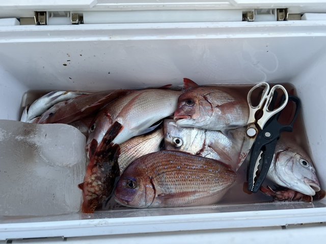 ハナダイ(チダイ)