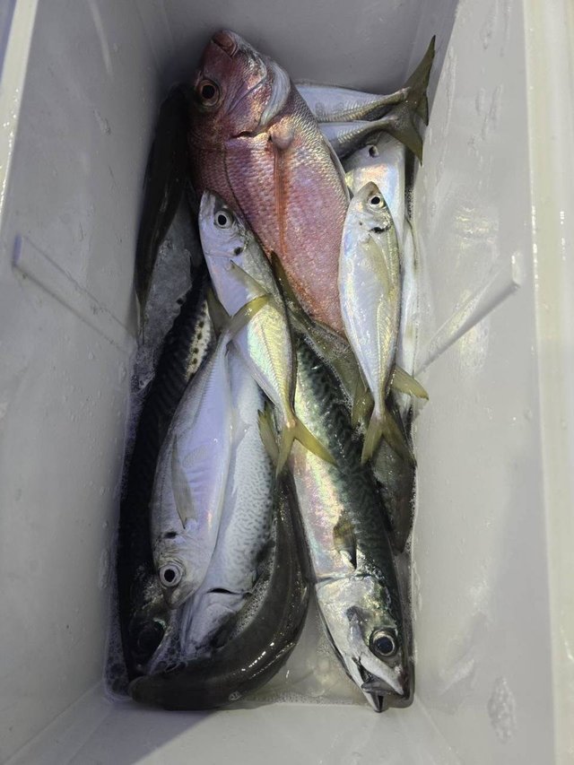 マダイ・アジ(マアジ)・サバ(ゴマサバ)