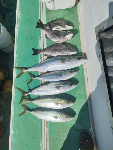 クロダイ・イナダ(ブリ)・ワラサ(ブリ)