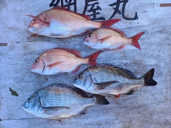 マダイ・クロダイ