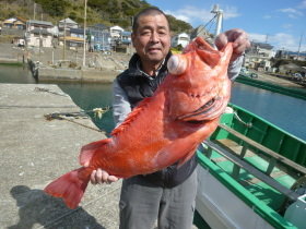 ベニアコウ(オオサガ)