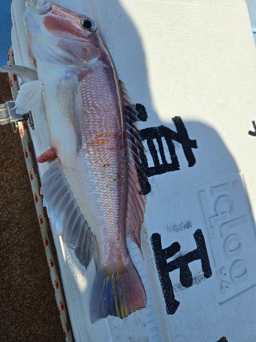 アマダイ(アカアマダイ)