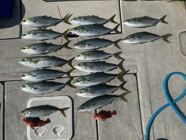 アジ(マアジ)・ハマチ(ブリ)・メジロ(ブリ)・ガシラ(カサゴ)