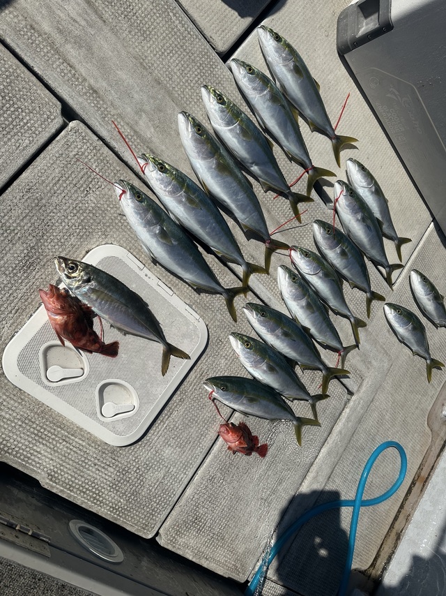 アジ(マアジ)・ハマチ(ブリ)・メジロ(ブリ)・ガシラ(カサゴ)