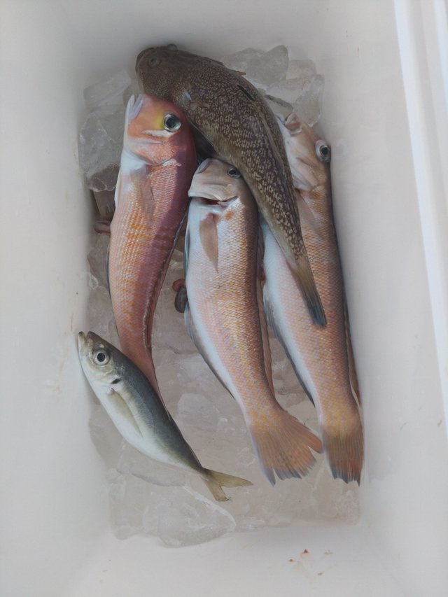 アジ(マアジ)・アカアマダイ・シロアマダイ・ミシマオコゼ