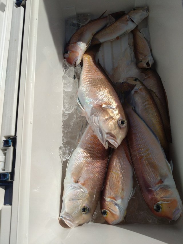 アカアマダイ・シロアマダイ