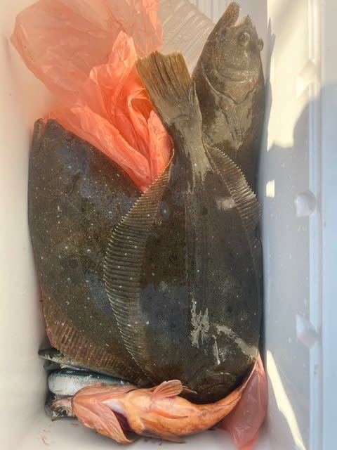 カサゴ・ヒラメ