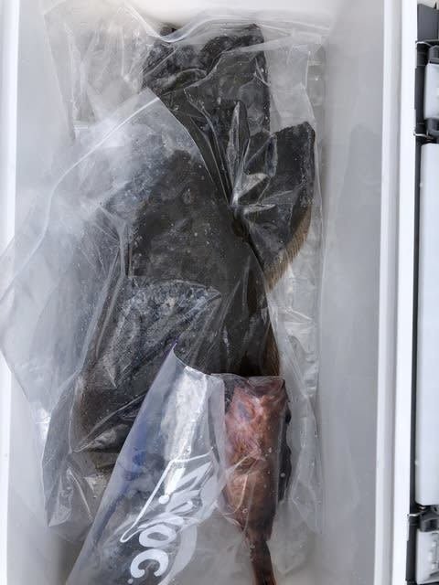 カサゴ・ヒラメ