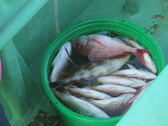 ハナダイ(チダイ)