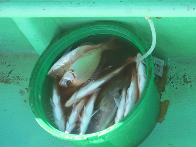 ハナダイ(チダイ)