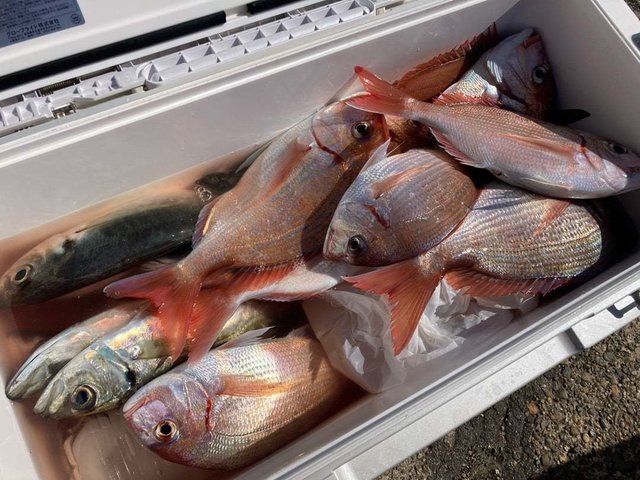 ハナダイ(チダイ)・アジ(マアジ)・ウマヅラ(ウマヅラハギ)・サバ(ゴマサバ)