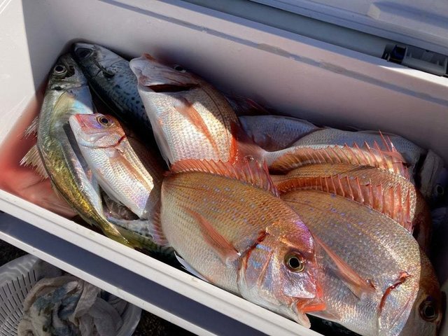 ハナダイ(チダイ)・アジ(マアジ)・ウマヅラ(ウマヅラハギ)・サバ(ゴマサバ)