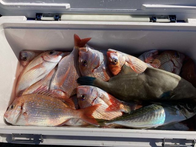 ハナダイ(チダイ)・アジ(マアジ)・ウマヅラ(ウマヅラハギ)・サバ(ゴマサバ)