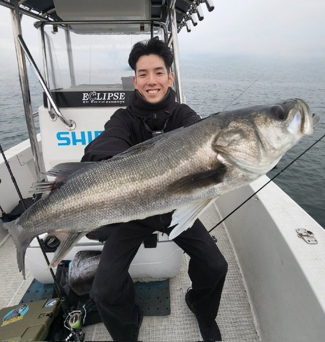 シーバス(スズキ)