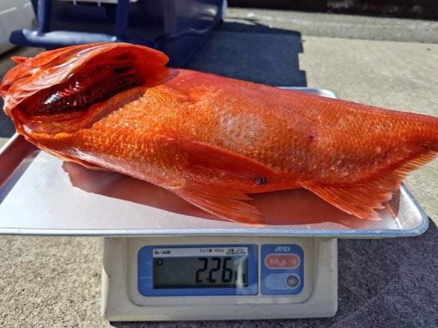 キンメ(キンメダイ)