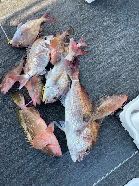 マダイ・アコウ(キジハタ)