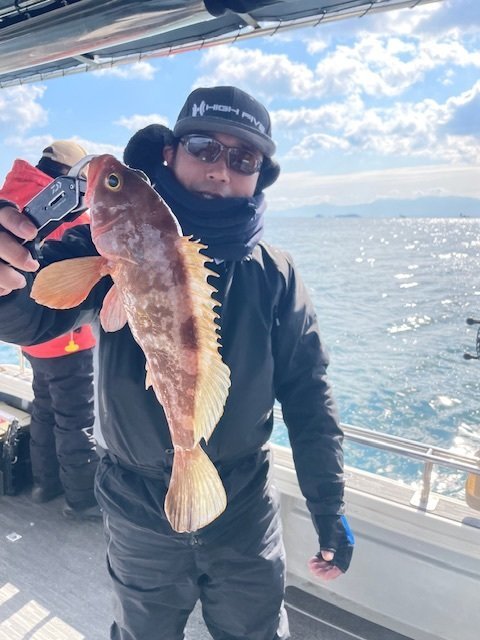 アコウ(キジハタ)