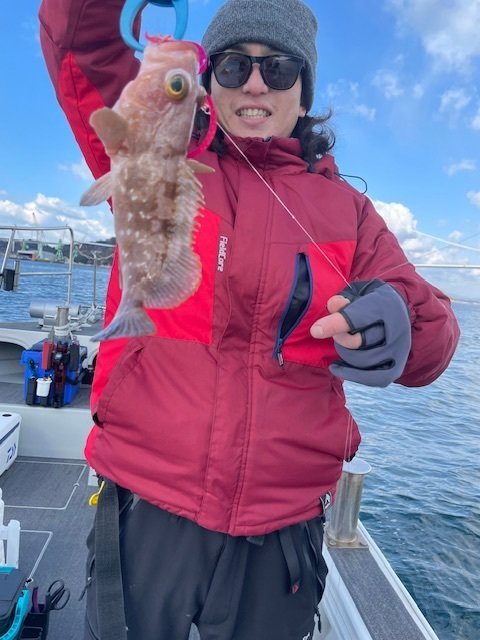 アコウ(キジハタ)