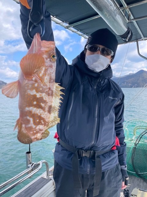 アコウ(キジハタ)