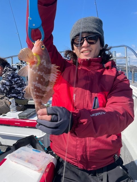 アコウ(キジハタ)