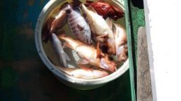 マダイ・マハタ・カサゴ