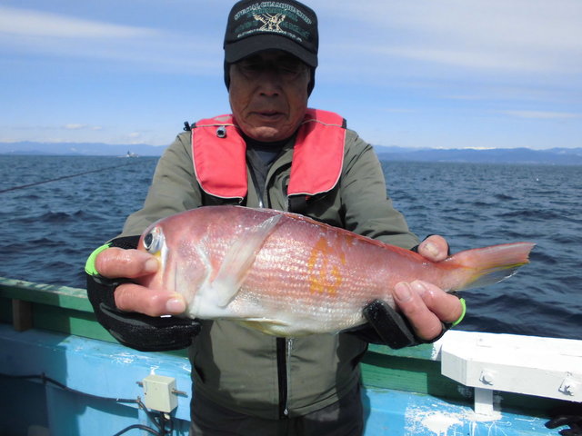 アマダイ(アカアマダイ)