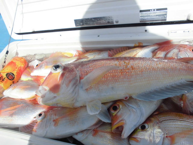 レンコダイ(キダイ)・アマダイ(アカアマダイ)