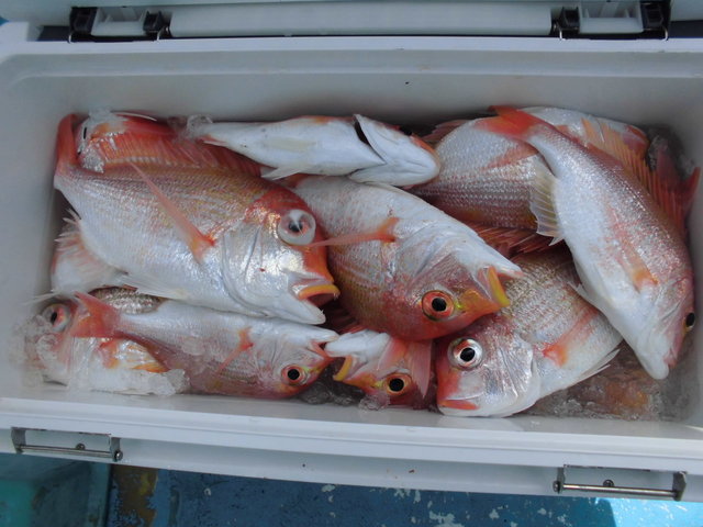 レンコダイ(キダイ)