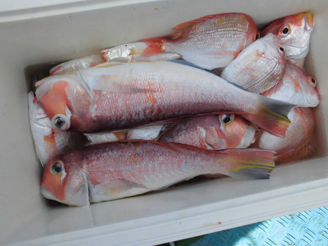 レンコダイ(キダイ)・アマダイ(アカアマダイ)