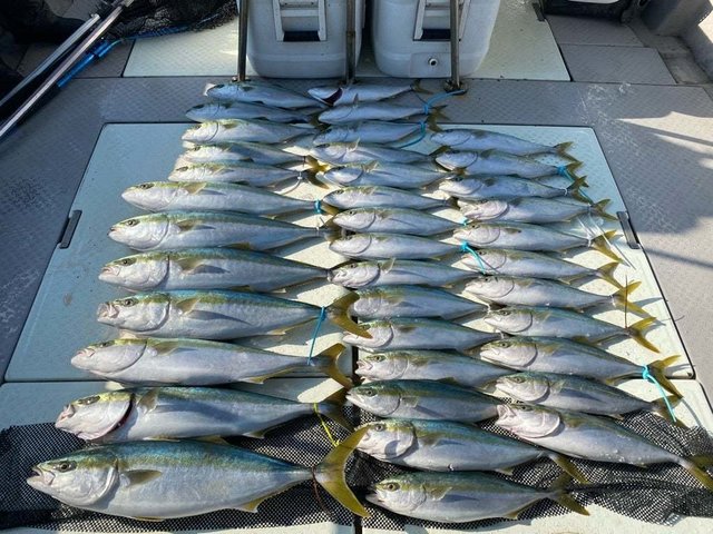 ハマチ(ブリ)・メジロ(ブリ)