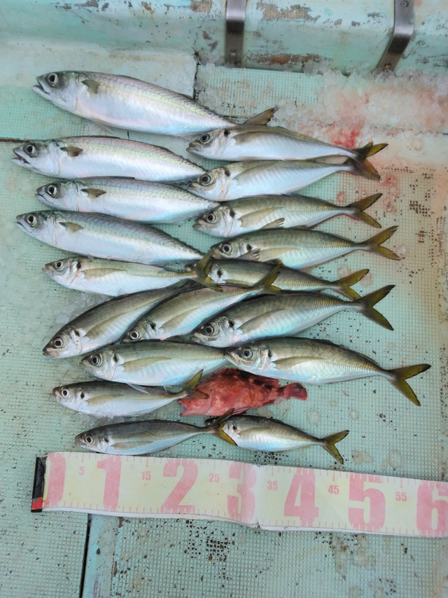 マアジ・マサバ