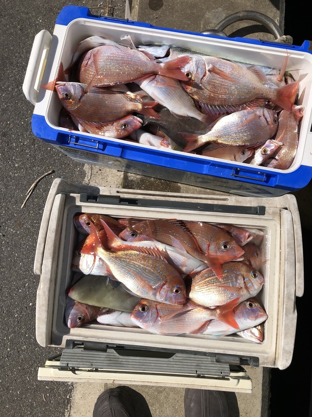 ハナダイ(チダイ)