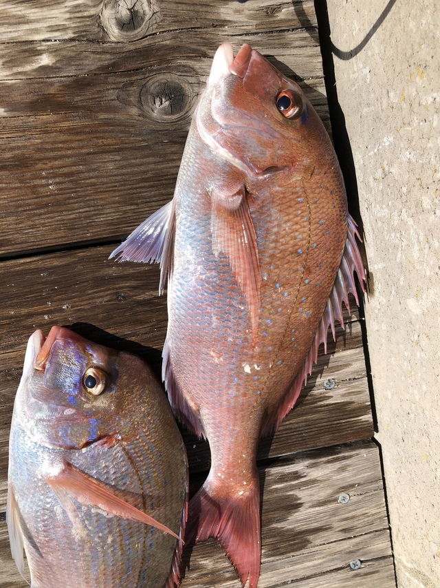 ハナダイ(チダイ)