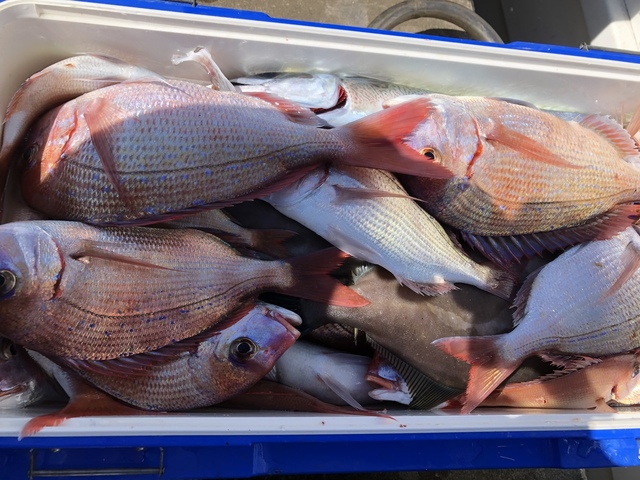 ハナダイ(チダイ)