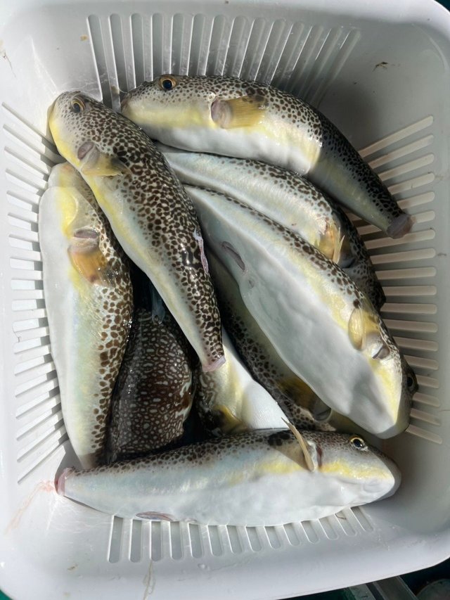 フグ(ショウサイフグ)