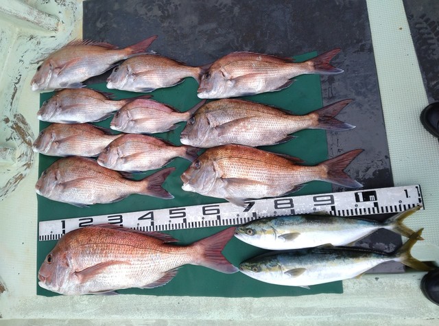 マダイ・ハマチ(ブリ)