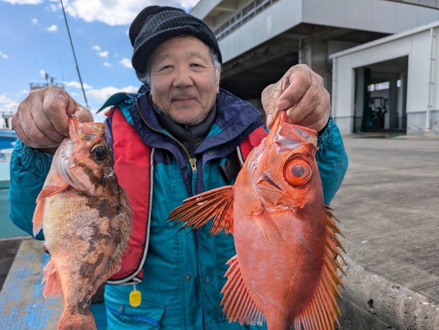 メバル(ウスメバル)