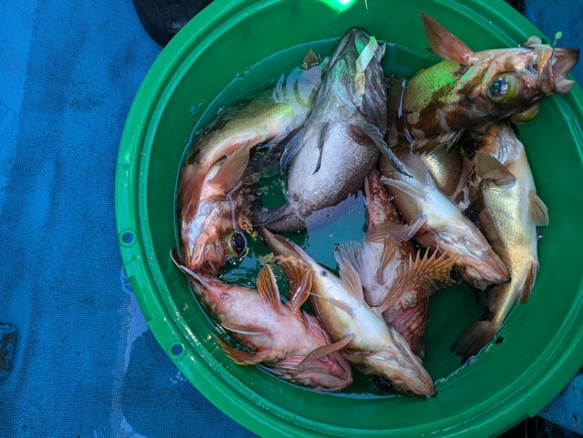 メバル(ウスメバル)