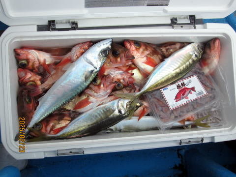 アジ(マアジ)・ウスメバル