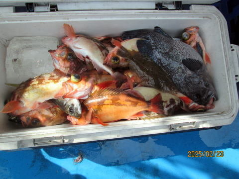 クロソイ・ウスメバル